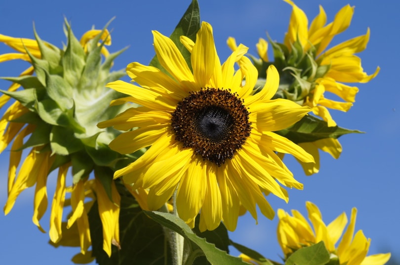 sunflower