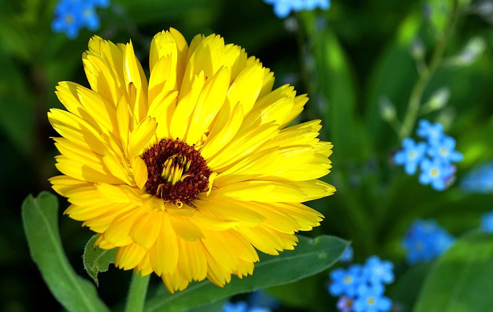 yellow marigold up close