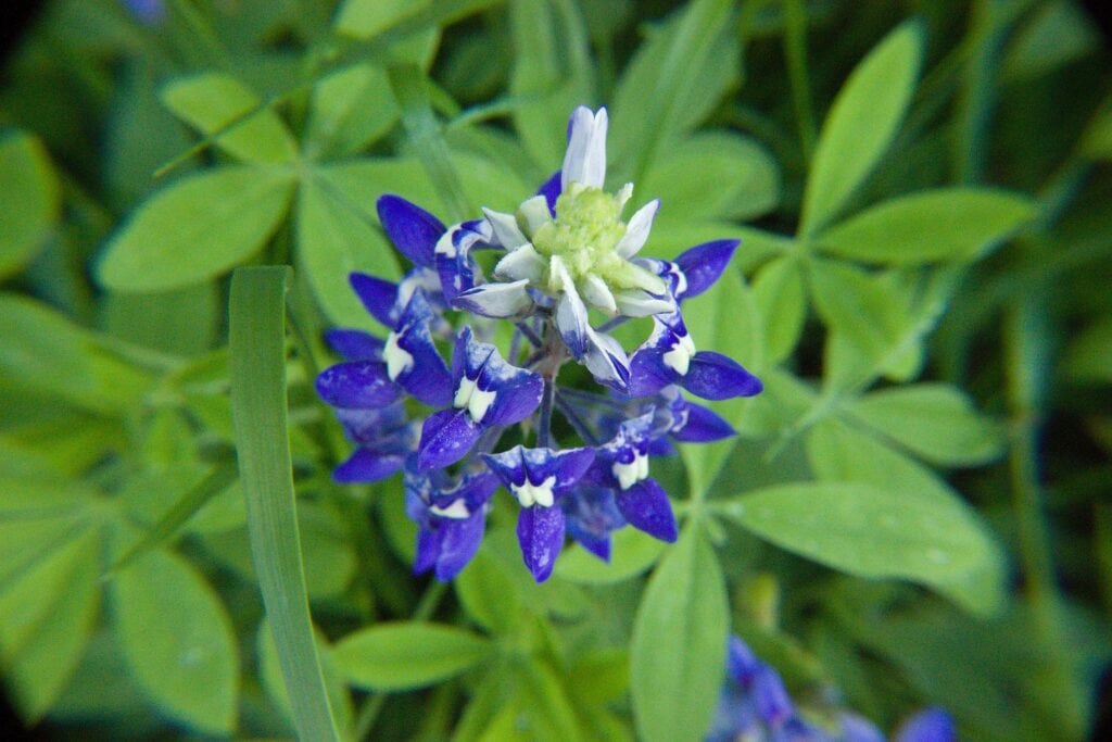 Bluebonnet