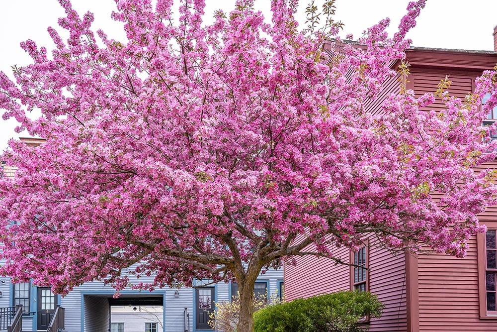 25-types-of-trees-in-california-with-pictures-grea-vision