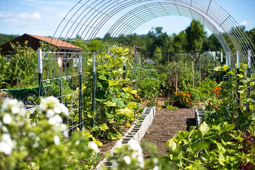 Garden Trellis