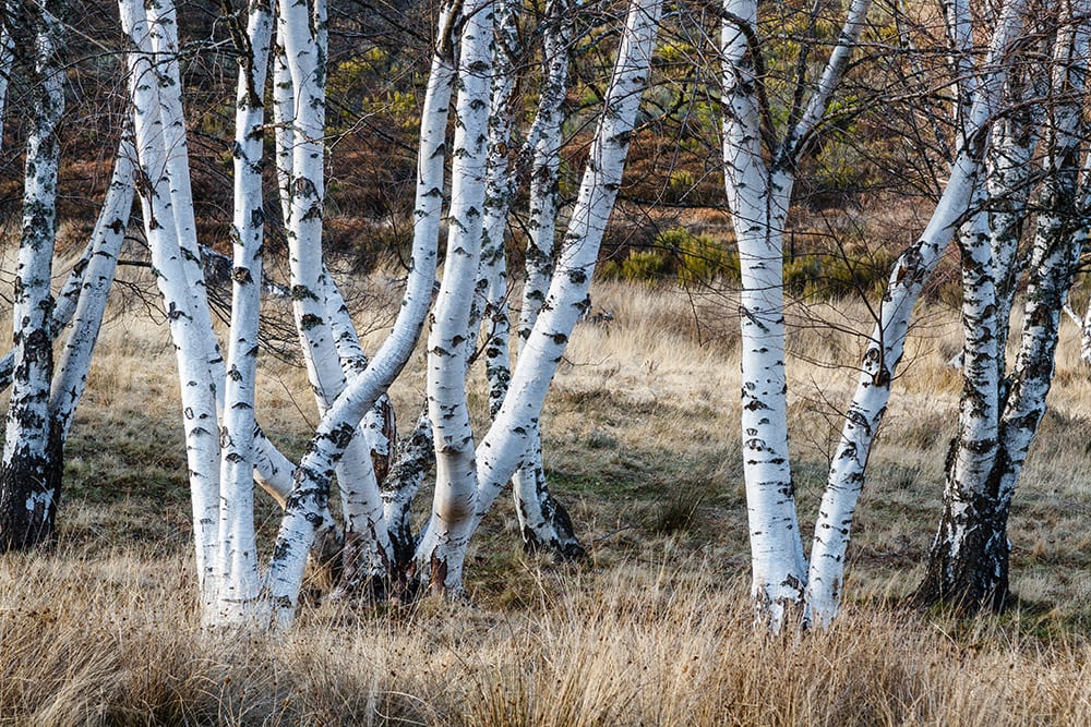 26 Types of Trees in Wisconsin (With Pictures) Grea Vision