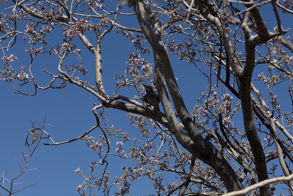 26 Types of Trees in Wisconsin (With Pictures) Grea Vision