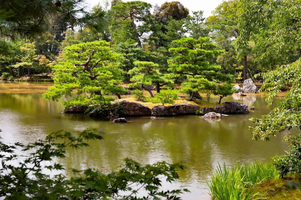 Japanese White Pine