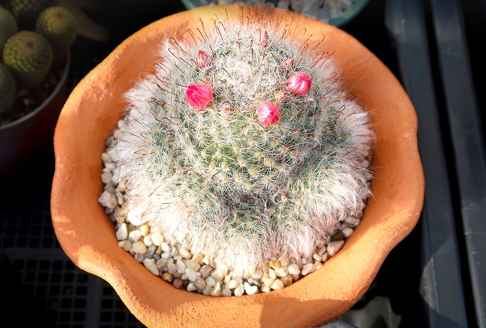 Old Lady Cactus_Kattiya L_Shutterstock