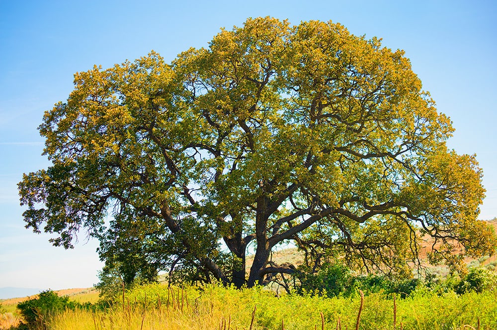 one-of-california-s-iconic-tree-species-offers-lessons-for-conservation