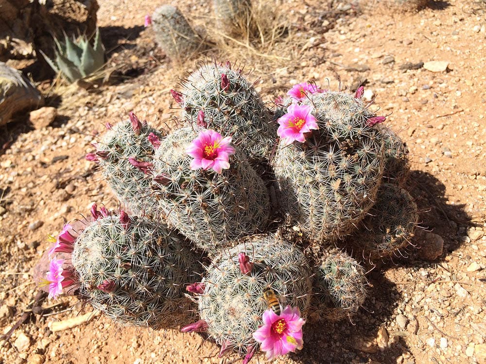 Pincushion cactus_julieabels_Pixabay