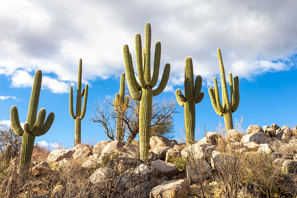 Saguaro Cactus_Danita Delimont_Shutterstock