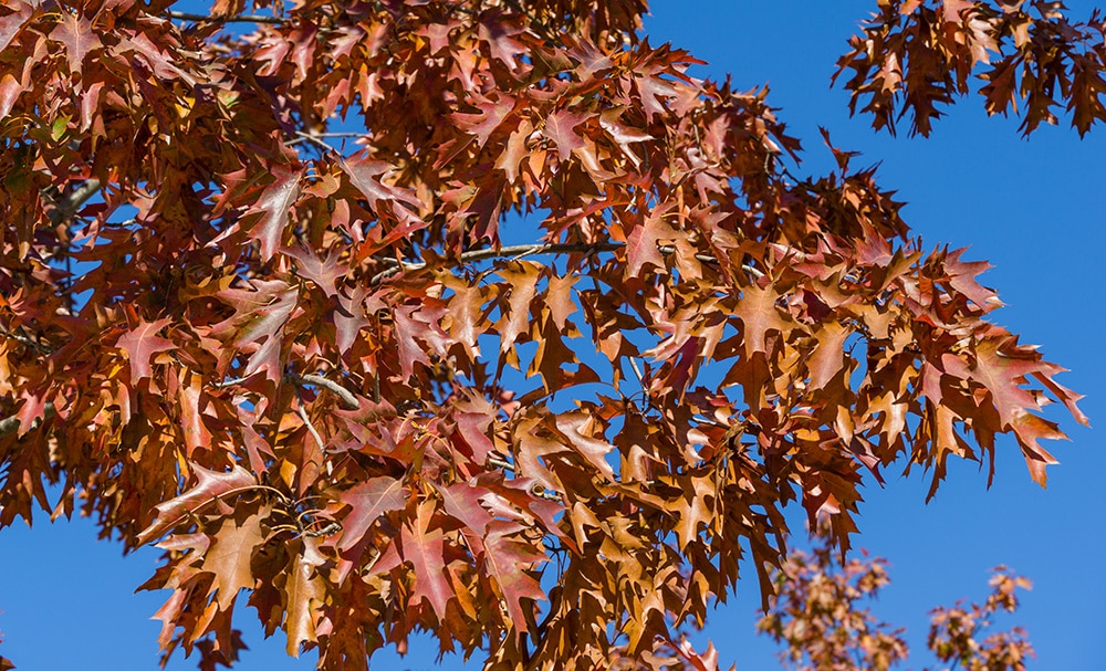 Southern Red Oak_Marinodenisenko_Shutterstock