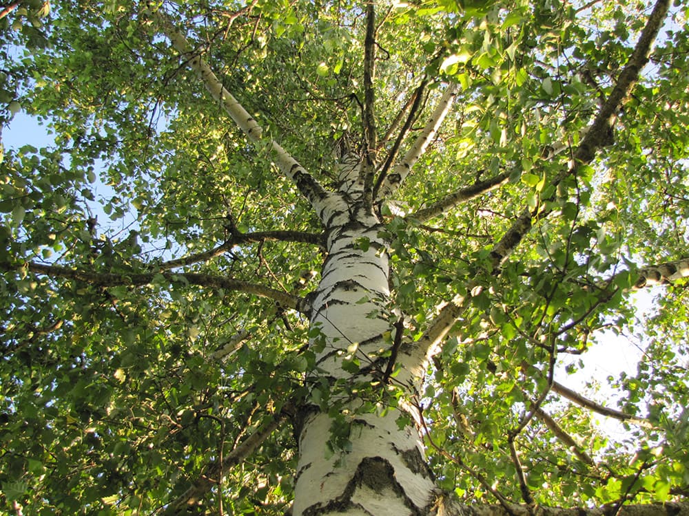 34 Types of Trees in Maine (With Pictures) Grea Vision