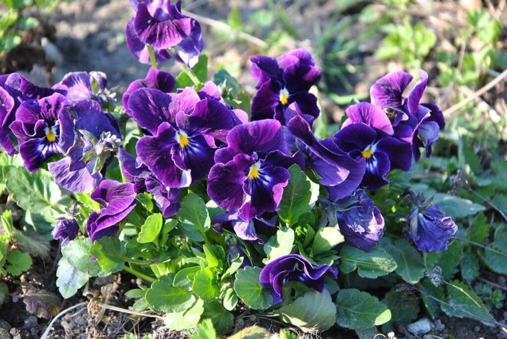 Viola sororia