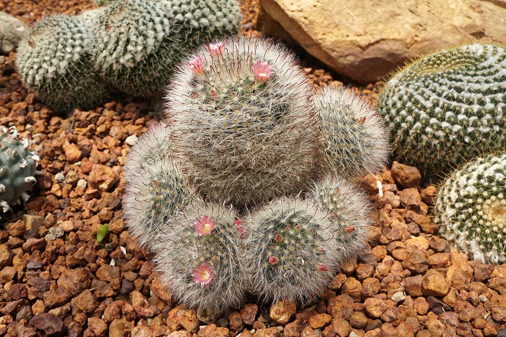 Woolly Nipple Cactus_Yes058 Montree Nanta_Shutterstock