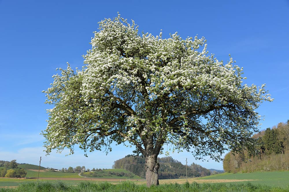 apple tree blossoming