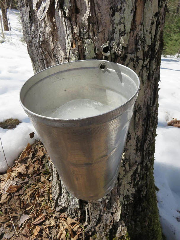 close up collecting sap from maple tree