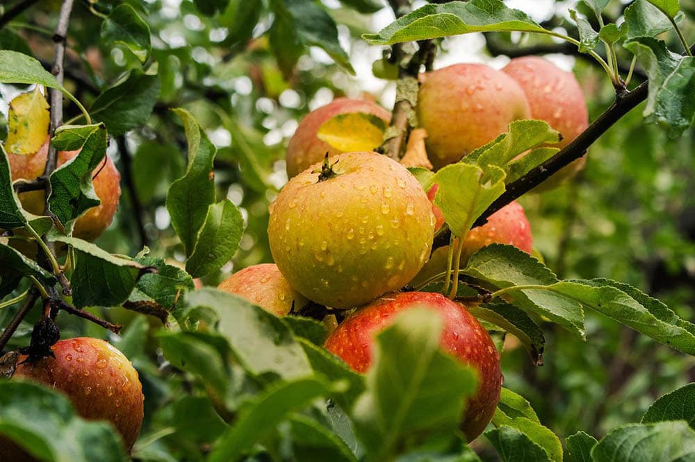 How Long Do Apple Trees Live? Grea Vision