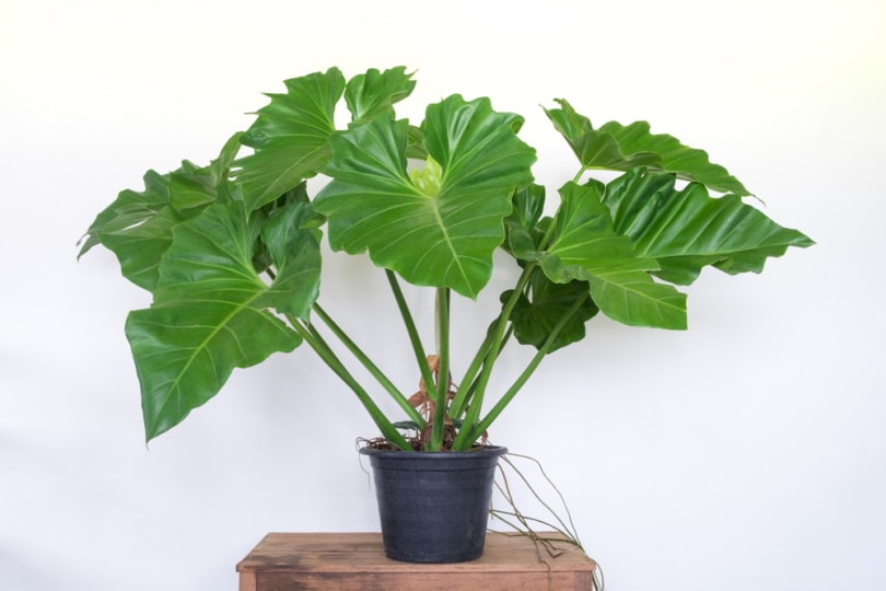 elephant ear plant in pot