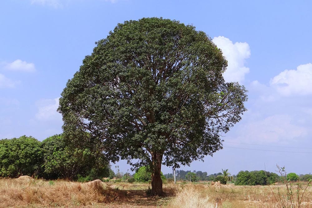 mango tree in the middle of the field