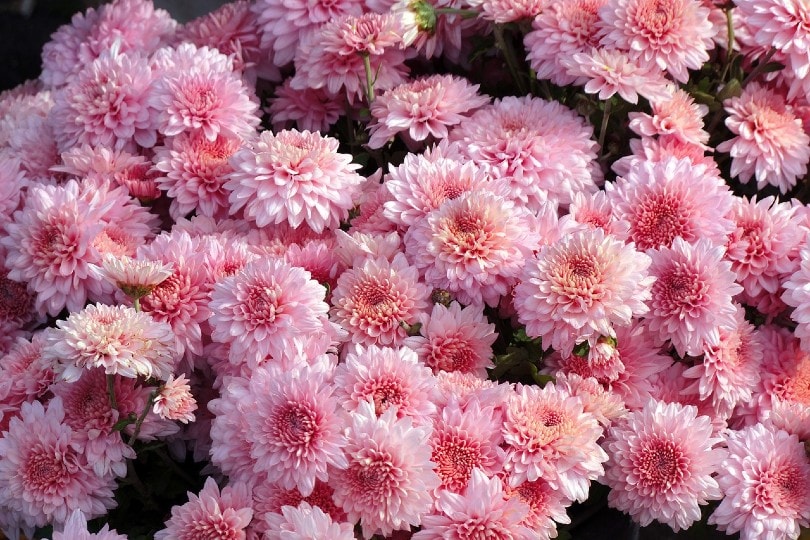 pink chrysanthemums