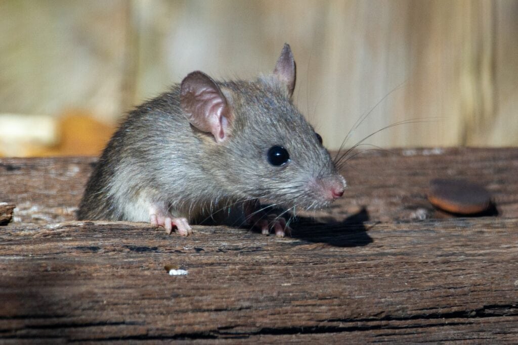 rat leaning on a wood