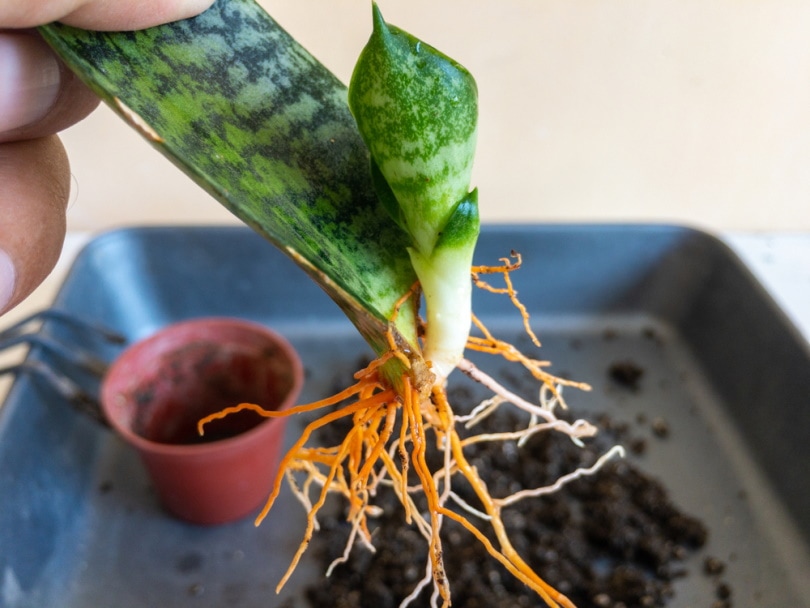 snake plant propagation