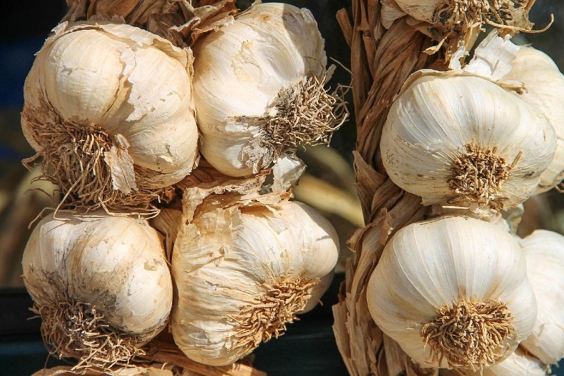 whole stems of garlic