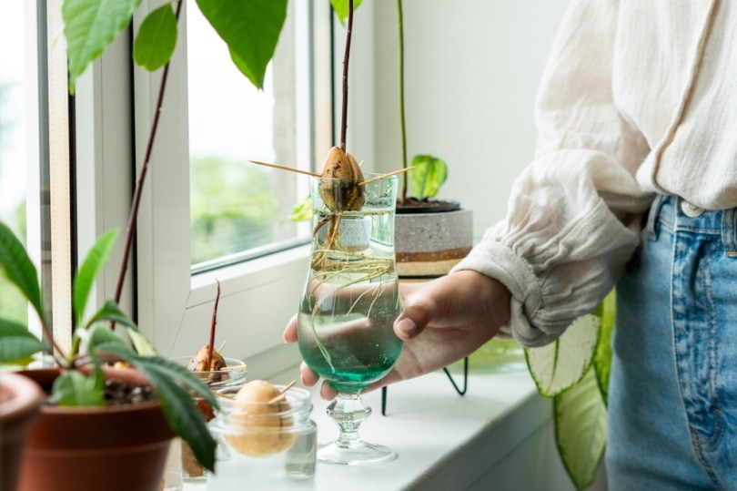 woman holding glass with avocado sprout