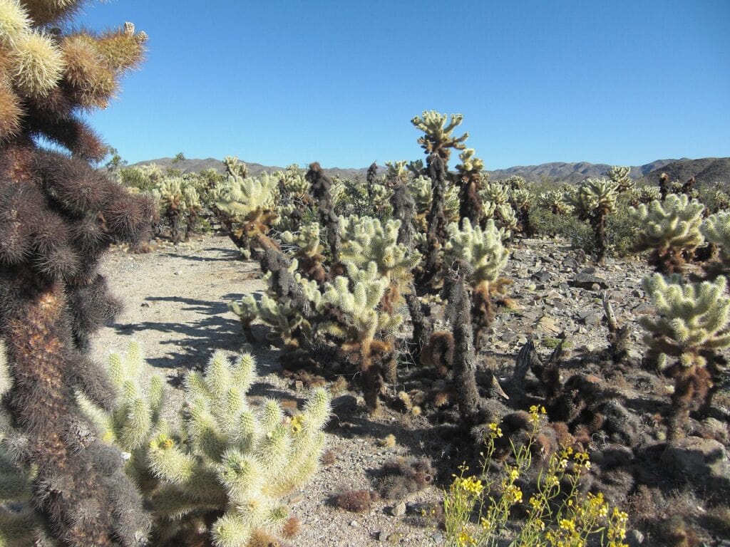 California Cholla