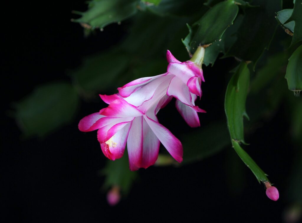 Christmas Cactus