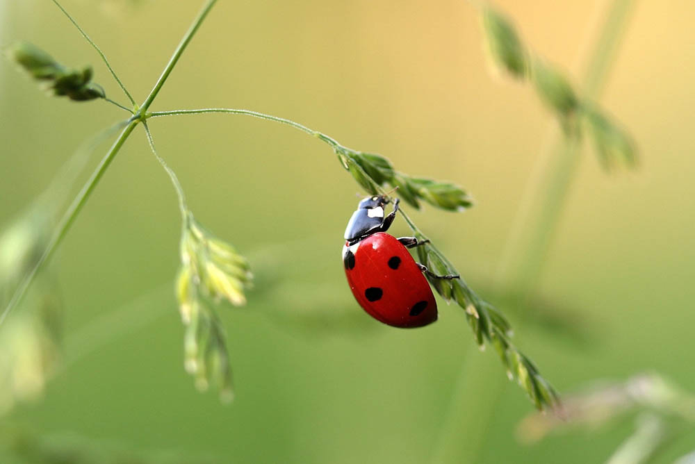 Closeup photo of ladybug on leaf_Pixabay