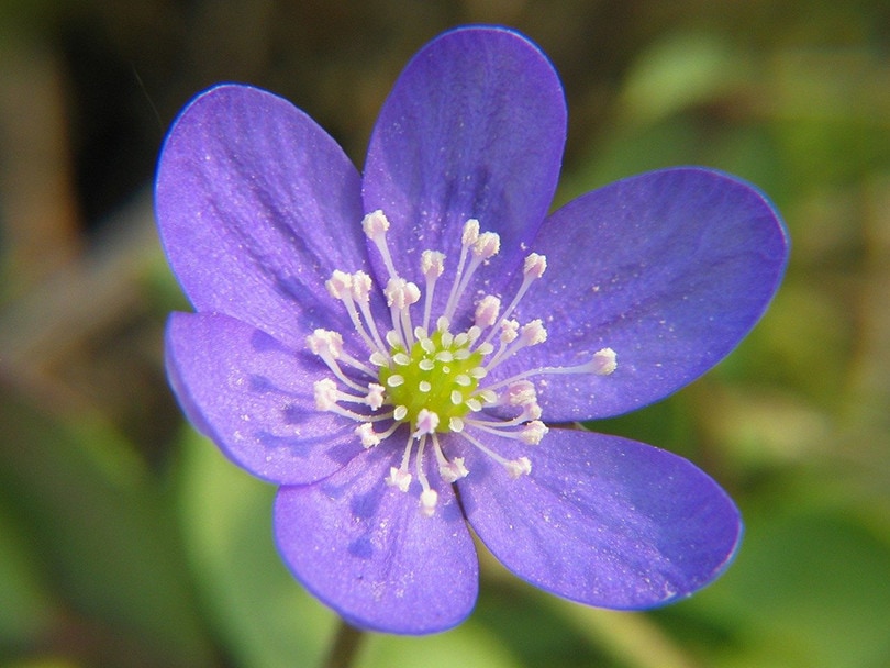 Common blue violet