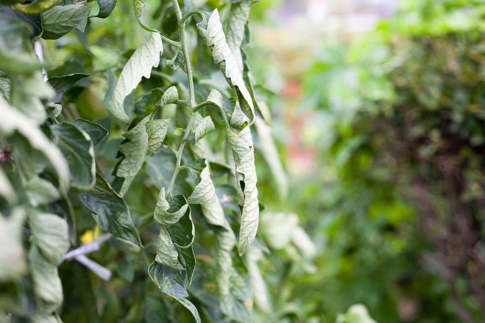 Curled tomato leaves