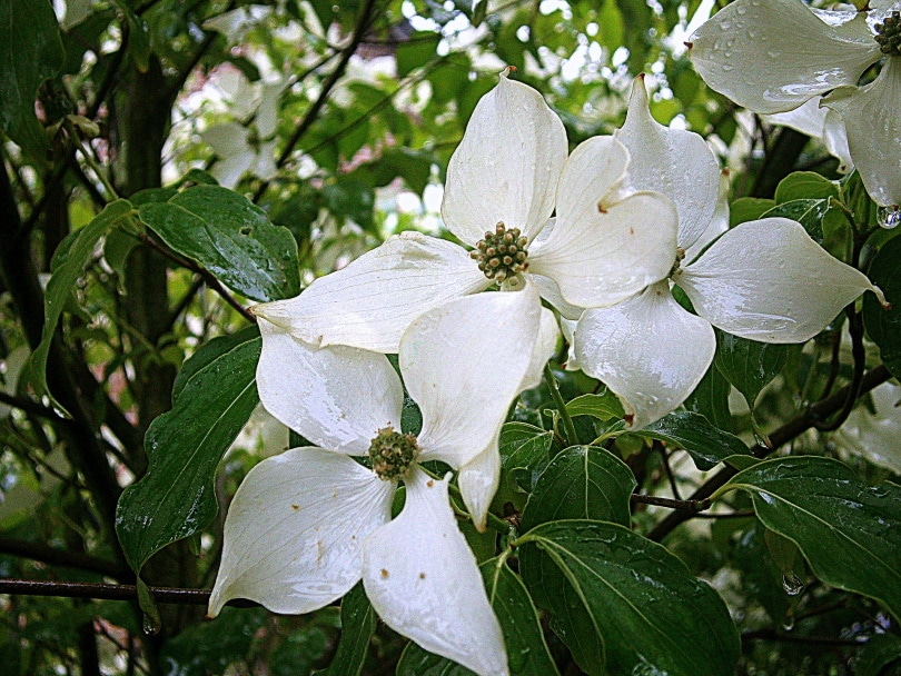 Kousa dogwood