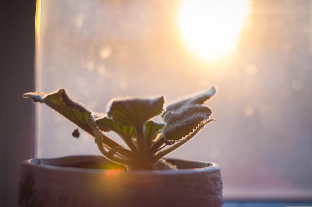 Plant in a pot indoor