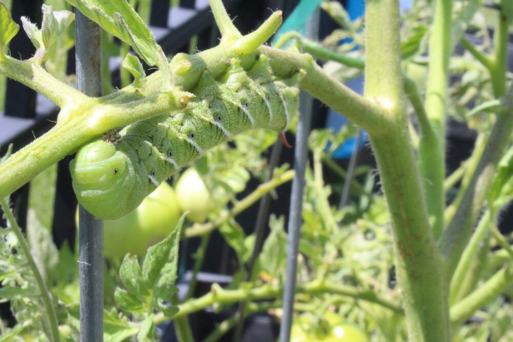 Tomato with insect