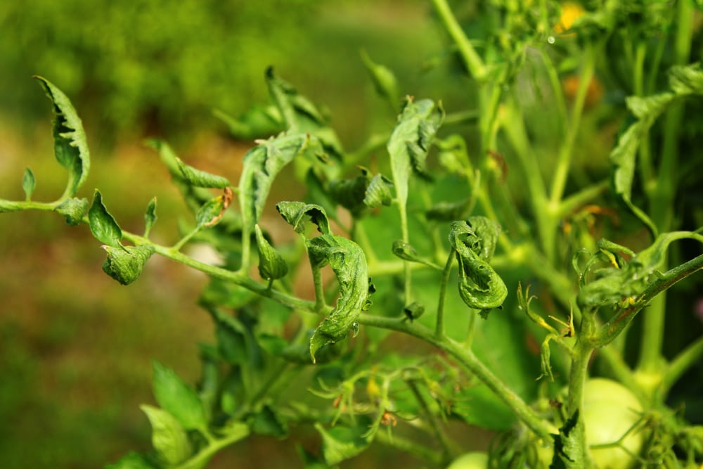 Tomato with to much herbicide