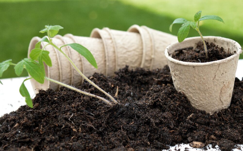 Transplanting