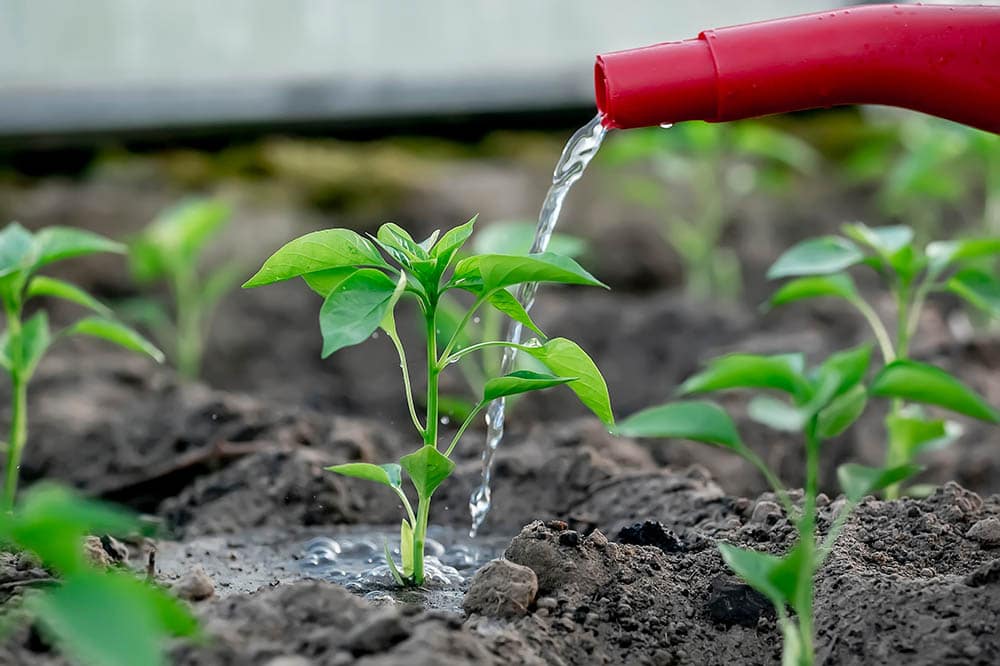 Watering-young-pepper-plant_DROPERDER_Shutterstock