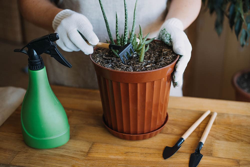 adding fertilizer on potted aloe vera