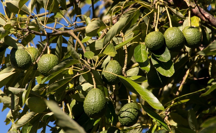 avocado friut tree