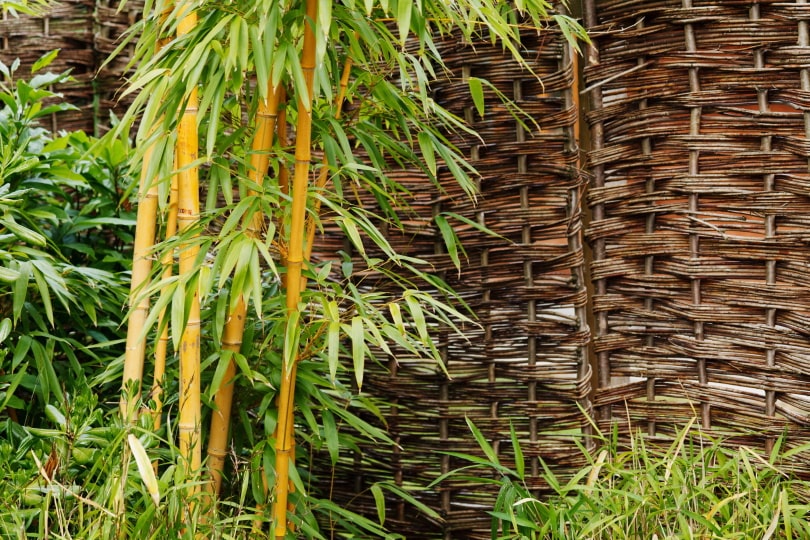 bamboo plants in the garden