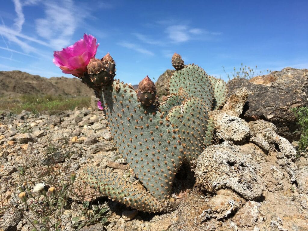 beavertail cactus
