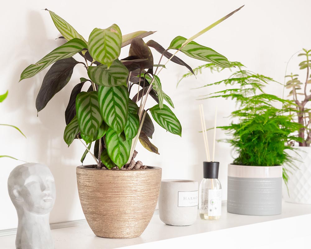 calathea plant indoor