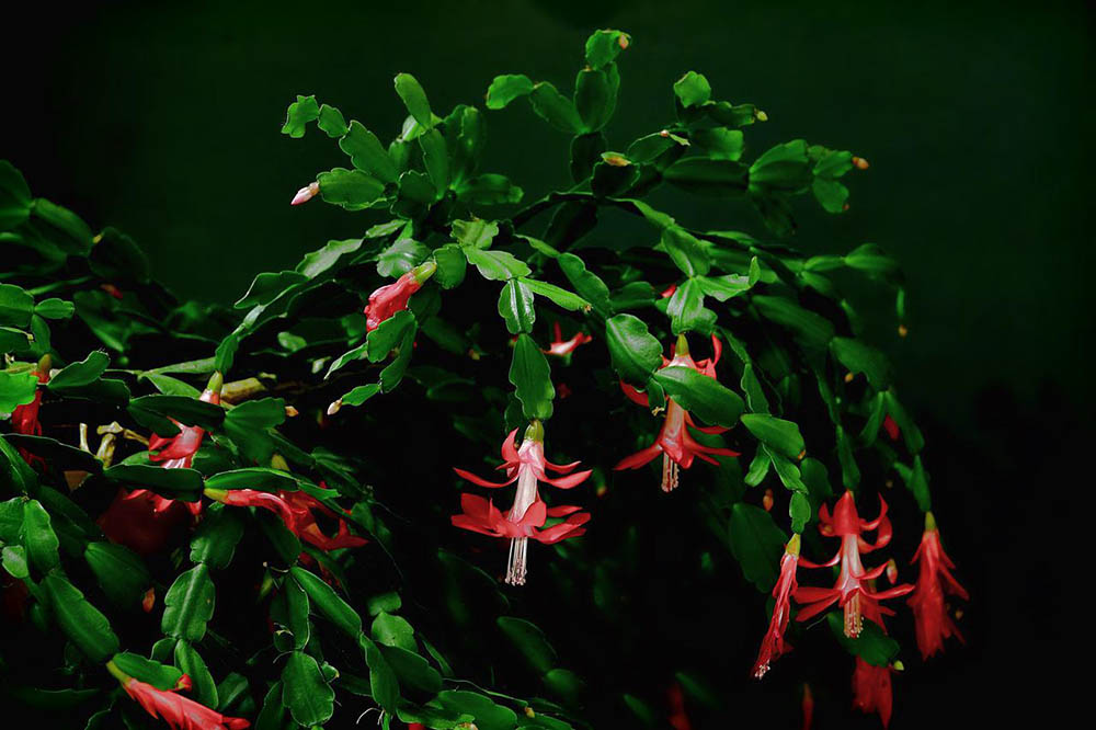 christmas cactus in a dark room