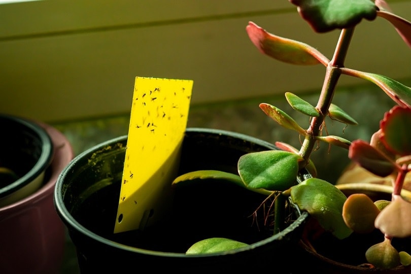 dark-winged-fungus-gnats-on-a-yellow-sticky-trap_MarcOliver_Artworks_shutterstock