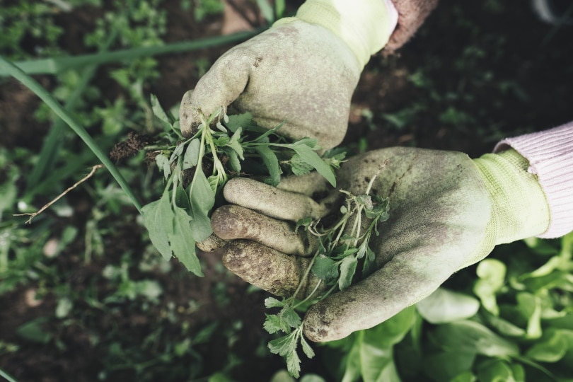 farmer removing grass from vegetable garden
