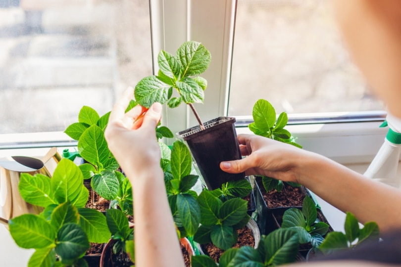 gardener propagating plants