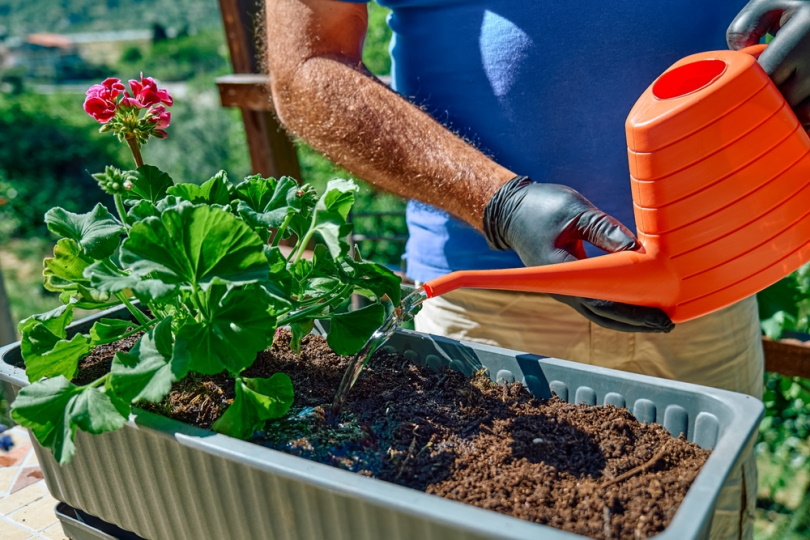 gardener watering geranium plants