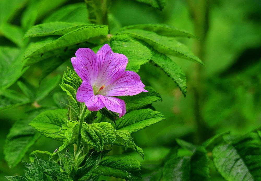 geranium flower close up