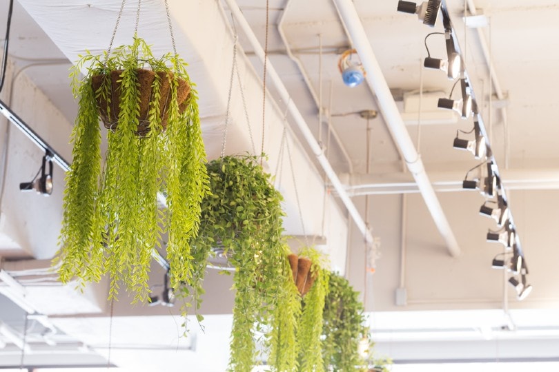 hanging plants on ceiling