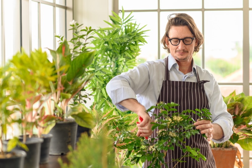 man trimming indoor plants